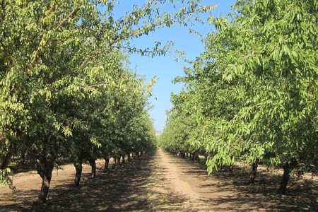 Almond Harvest