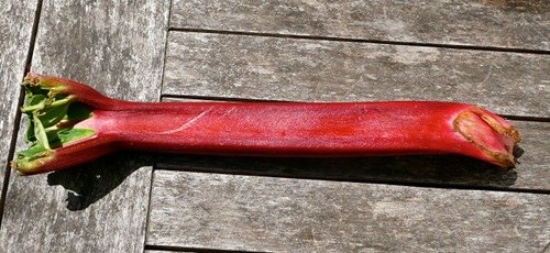 rhubarb