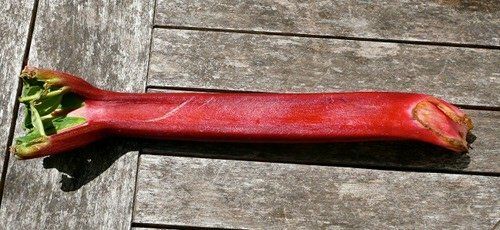 rhubarb