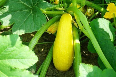 Yellow Squash Recipes